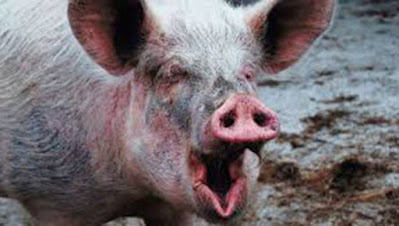 pig.jpg