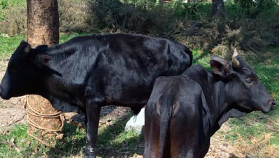 cow.jpg