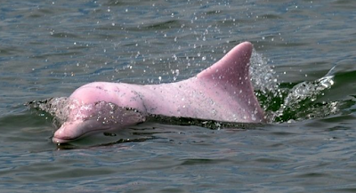 pink%2Bdolphins.png