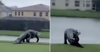 Social%2Bmedia%2Breacts%2Bin%2Bawe%2Bafter%2Bhuge%2Balligator%2Bis%2Bspotted%2Bwalking%2Bacross%2BFlorida%2Bgolf%2Bcourse.jpg