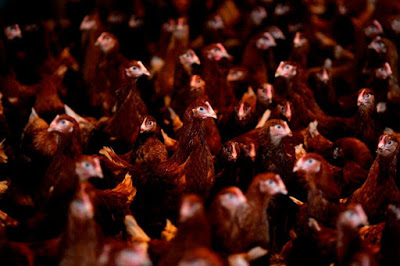 chicken.jpg