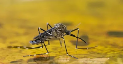 yellow-fever-e1519057876105.jpg