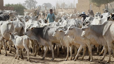 Buhari%2Bregime%2Bencouraging%2Bherdsmen%2Bto%2Bsubjugate%2Bothers%2Band%2Bturning%2BNigeria%2Binto%2BFulani%2Bcolony%2B%2BMiddle%2BBelt%2BForum%2Bpresident%252C%2BPogu.jpg