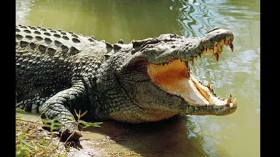 Crocodile-e1550842079397.jpg