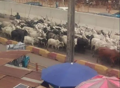 Ondo-cows-e1616421930530.jpg