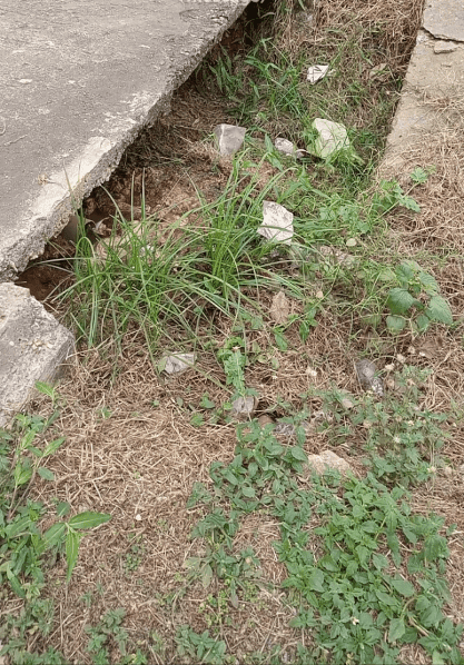 ogun%2Bsewage.png