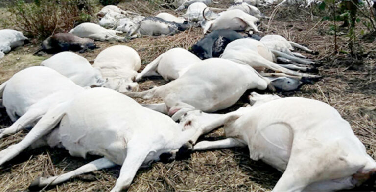 cattle