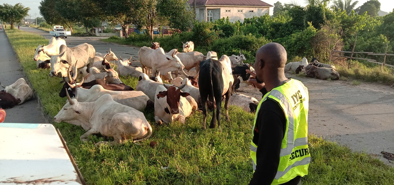 cows
