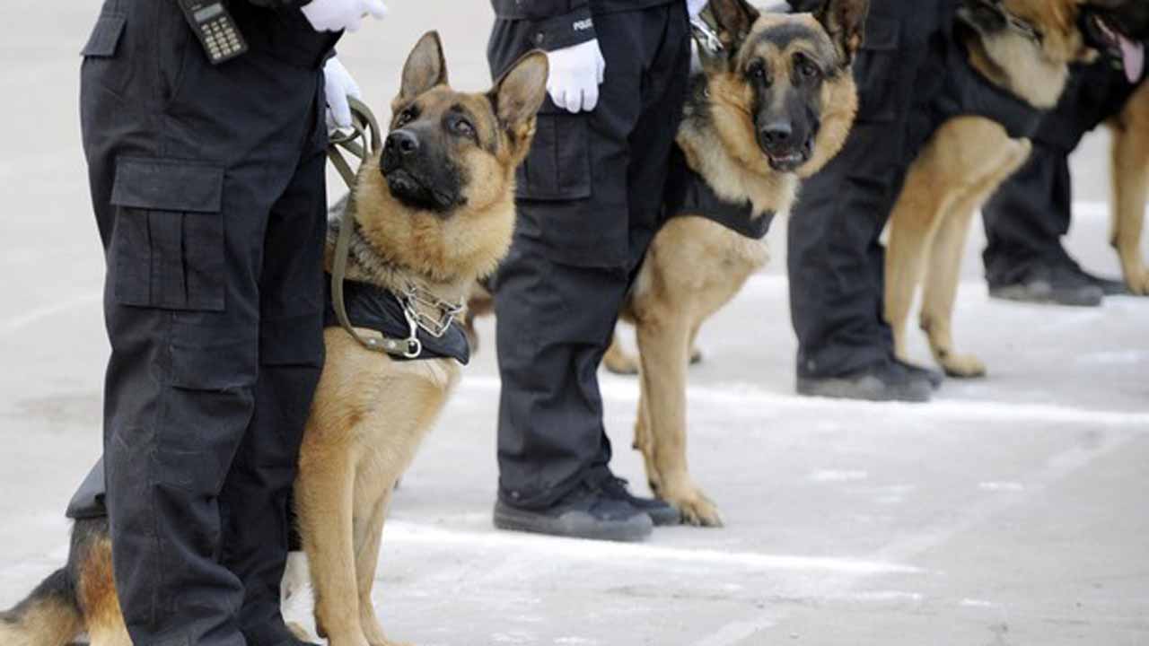 FG to spend N658m for deployment of sniffer dogs in Lagos, Abuja airports FG to spend N658m for deployment of sniffer dogs in Lagos, Abuja airports