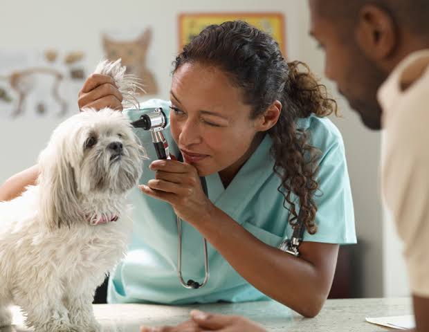 Veterinary practitioners get 60 days deadline to get licensed nationwide Veterinary practitioners get 60 days deadline to get licensed nationwide