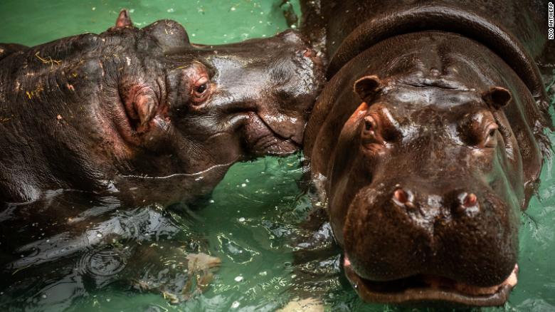 Two hippos test positive for Covid-19 in Belgium Two hippos test positive for Covid-19 in Belgium