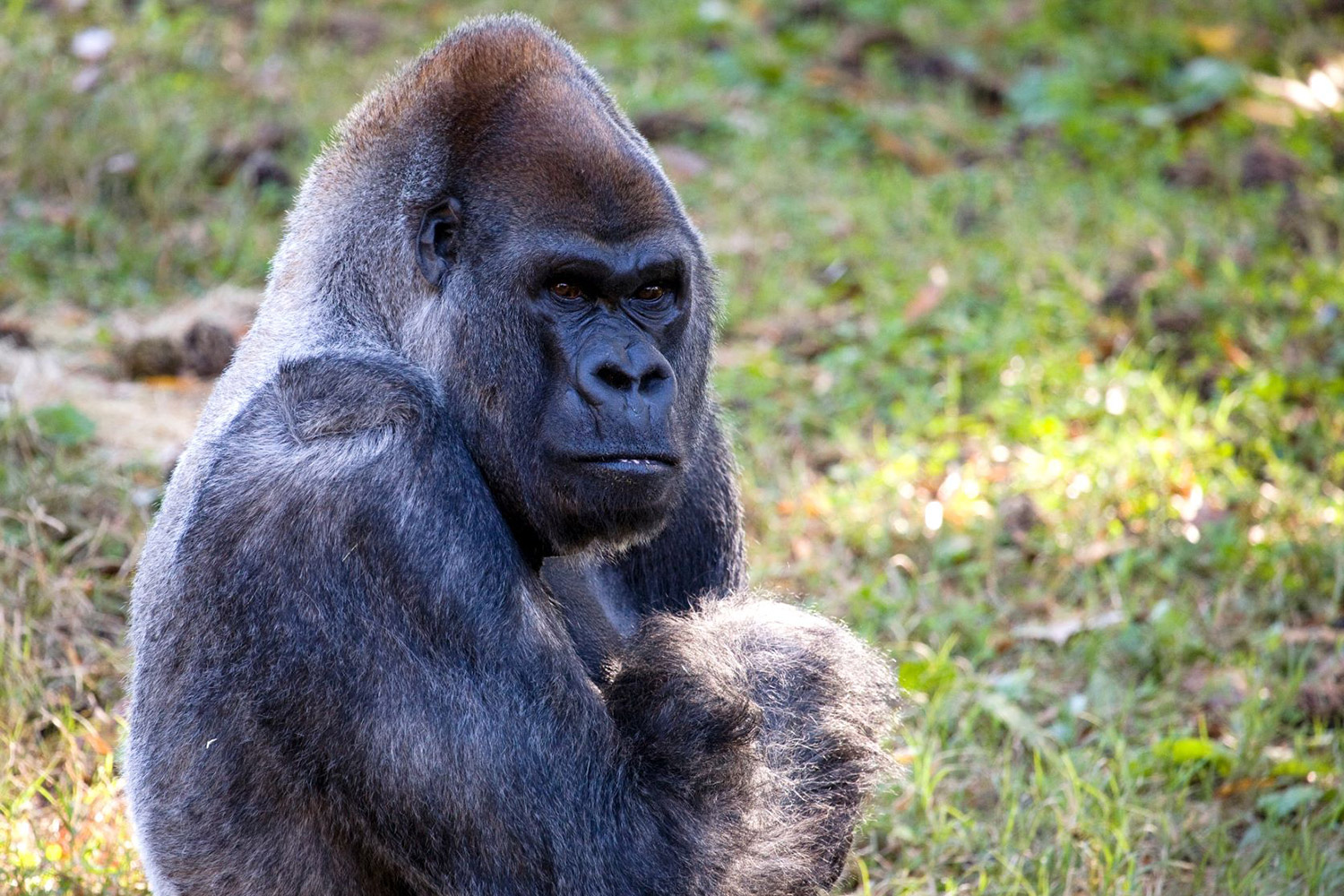 Gorilla