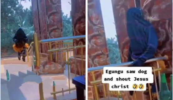 egungun Hilarious moment masquerade saw a dog and shouted JESUS