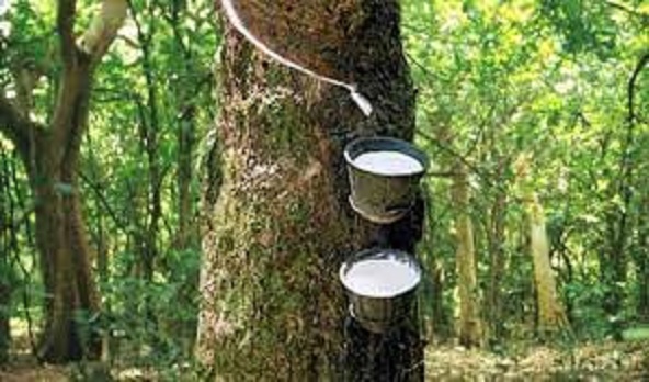 rubber plantation Gunmen Invade Edo Farm, Kill Staff, Burn Down 20-Hectare Rubber Plantation
