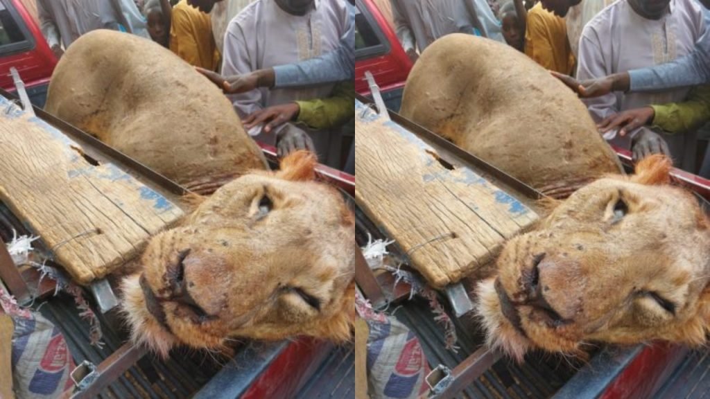 Local Hunters Kill Lion In Sambisa Forest2 Local Hunters Kill Lion In Sambisa Forest