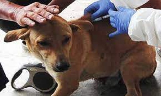 Vaccination Of Dogs, Cats In Abuja