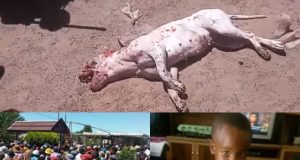 3-Year-Old Mauled To Death By Pit Bull In South Africa boy boy mauled to death by pit bull