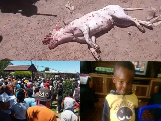 Three-year-old boy mauled to death by pit bull in Free State boy boy mauled to death by pit bull