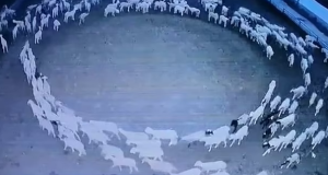 Sheep Walk Around In A Circle ‘For TWELVE DAYS Without Stopping’ Sheep