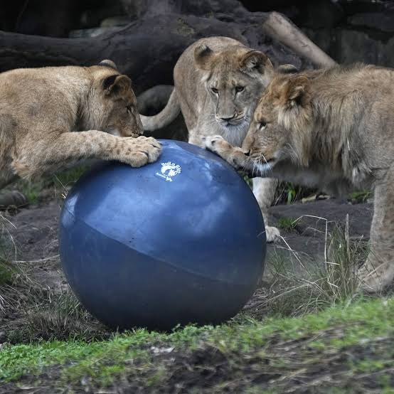 Australian Zoo On Lockdown After Five Lions Escape Australian Zoo On Lockdown After Five Lions Escape