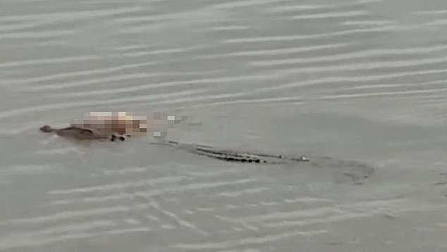 Extraordinary moment a crocodile carries the intact body of a boy, four, to rescuers a mile away from where he drowned in Indonesian river