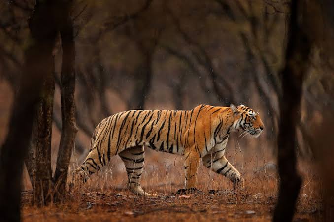 South Africa Uses Drones, Helicopter To Search Killer Tiger Tiger
