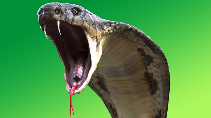 Cross River PRP Gov Candidate Escapes snake Attack Cross River