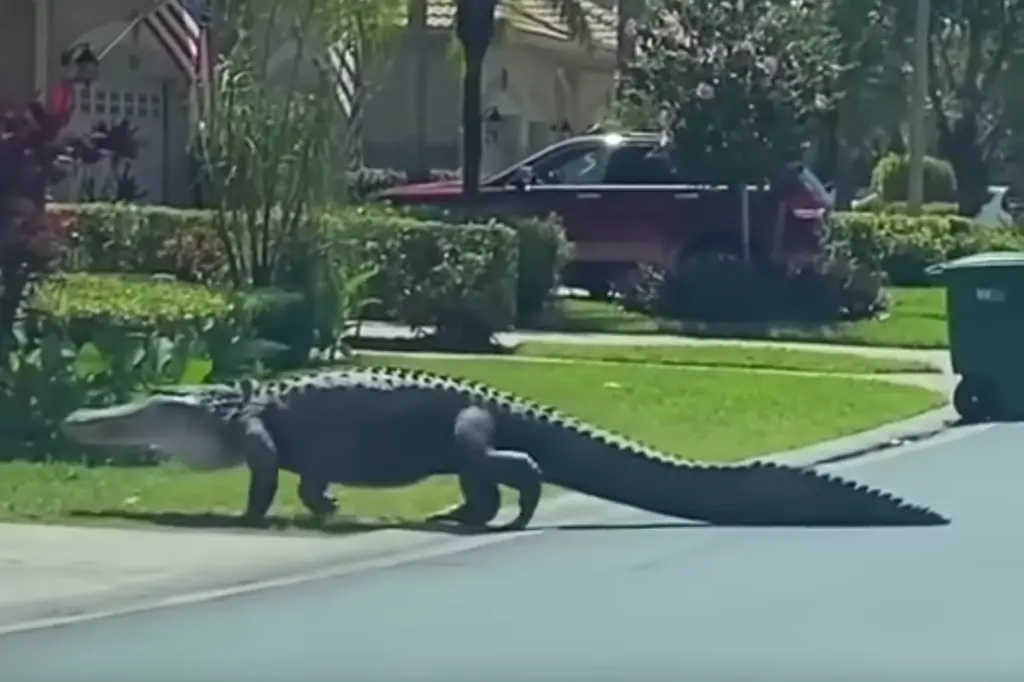 Alligator