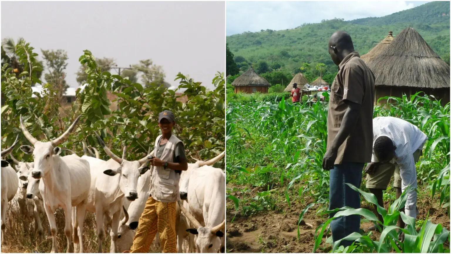 Many Killed In Benue Farmers-Herders Clashes Farmers-Herders Clashes