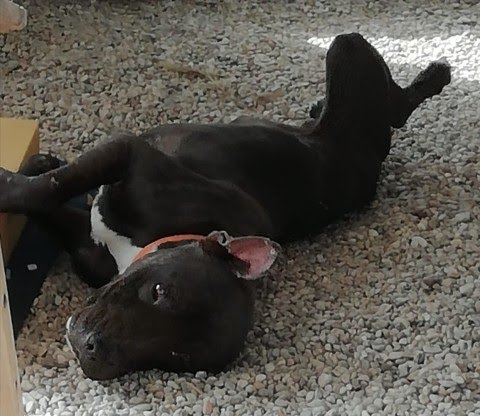 Woman died after being mauled by dog she took in as a stray