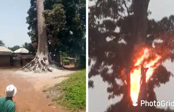 Villagers excited as lightning sets ‘mystery’ tree ablaze in Abia abia, tree