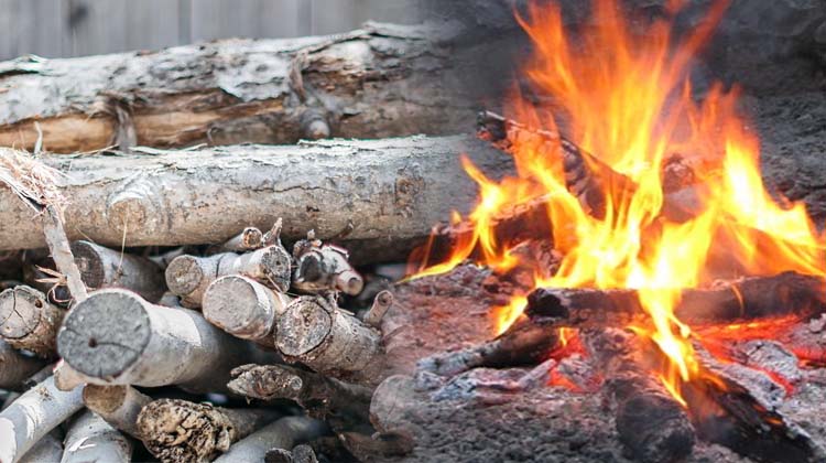 Jigawa govt bans tree felling for firewood, charcoal Jigawa