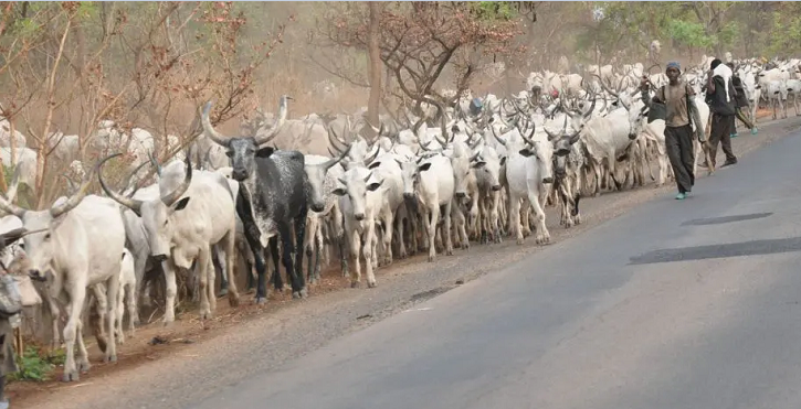Buhari failed us – Cattle breeders Cattle breeders