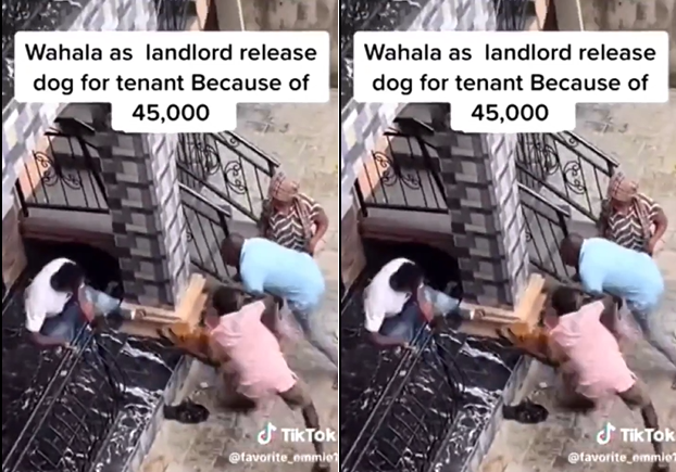 landlord release dog