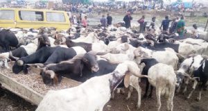 DON’T borrow to buy Sallah ram, clerics warn Muslims Sallah ram