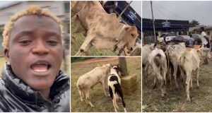 Portable shows off 5 cows, 2 rams for Sallah Portable