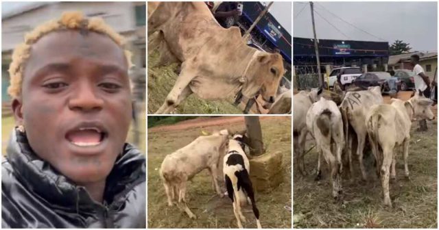 Portable shows off five cows, two rams for Sallah Portable