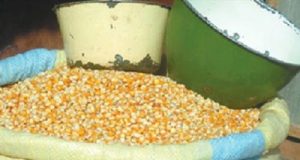 Corn rises to N800 per mudu as subsidy removal bits Nigerians harder