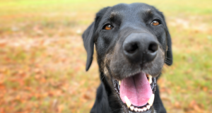 Dog chases man to death in Kwara Dog
