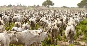 Four arrested with 73 stolen cows, 346 sheep stolen cows, 346 sheep