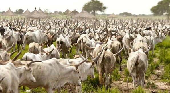 Four arrested with 73 stolen cows, 346 sheep stolen cows, 346 sheep