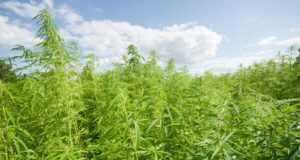 Ghana parliament passes cannabis bill Ghana bill for growing of cannabis