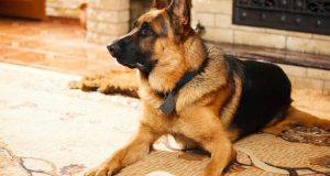 Girl dies of electrocution while running from dog Dog