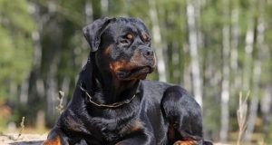 Lady mourns as Rottweiler kills toddler Rottweiler kills toddler