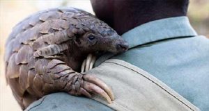 Nigeria jails four foreigners for wildlife trafficking Nigeria jails four foreigners for wildlife trafficking