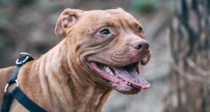 Dog takes the life of newly married man in Ilorin dog takes the life of newly married man