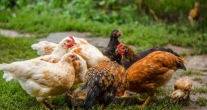 How to Balance the Diet of Your Farm Animals: A Guide How to Balance the Diet of Your Farm Animals: A Guide