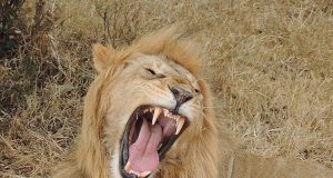 Lion eats employee at SA game reserve Lions eat 30-year-old man at South African game reserve