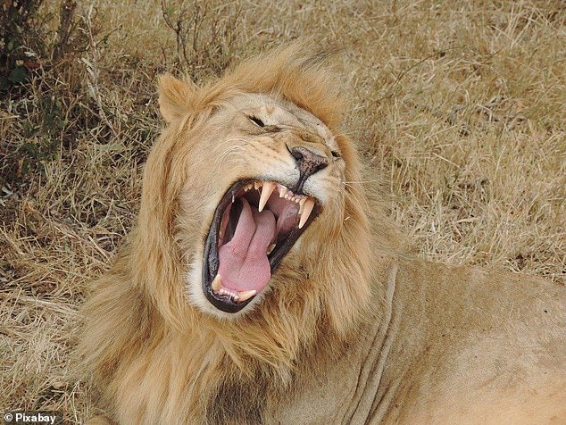 Lions eat 30-year-old man at South African game reserve