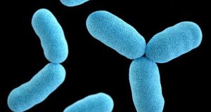 Diphtheria in Bauchi, death toll rises to 26 Diphtheria in Bauchi, death toll rises to 26